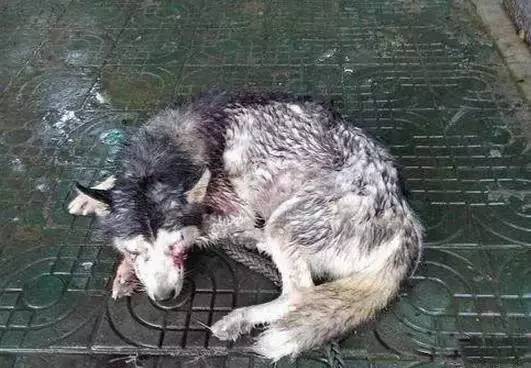瞎眼哈士奇在雨中苦等主人一周，被救助后却逆袭变成微笑小王子！