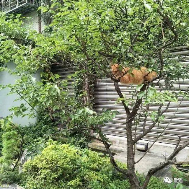 网友路过一颗树时，竟看到一只大橘猫趴在上面，这...