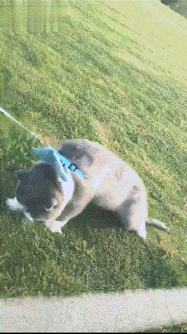 铲屎官带着猫出门溜达，结果很残酷