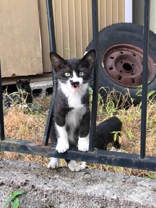 这只猫咪的鼻子竟然还有一只猫，太可爱了！