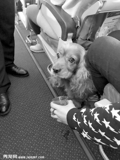 情感抚慰犬同主人一起坐飞机
