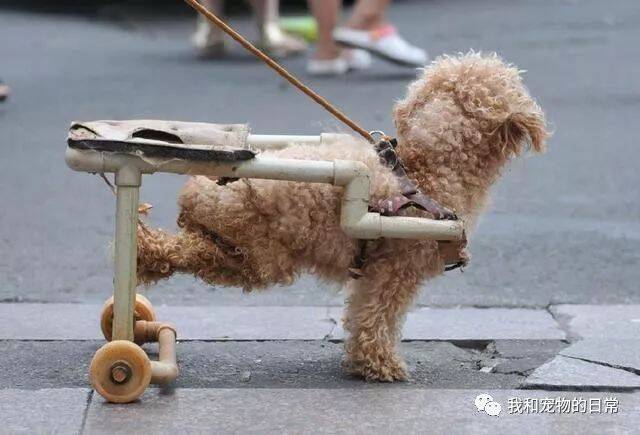 因意外将小泰迪撞伤，狗主人要了2000千赔偿，最后发现狗主却将泰迪抛弃在马路边！