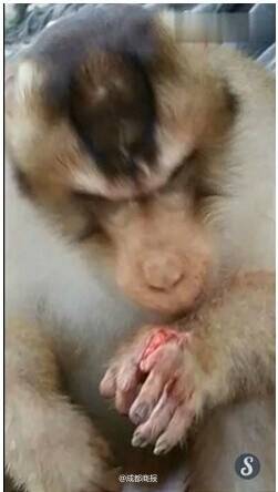 马来西亚一猴子讨食被扔鞭炮炸伤手指见骨