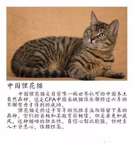 中国本土猫竟然有这么多种类。。。