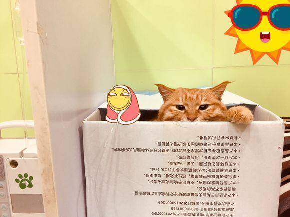 陪伴一年的橘猫因猫瘟去世，主人接到电话通知后情绪一下子失控了