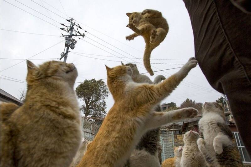 日本Aoshima猫岛几百只猫咪群居成亮点