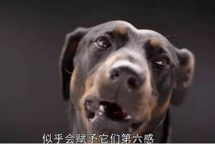 狗狗的嗅觉真的能识别癌症吗？