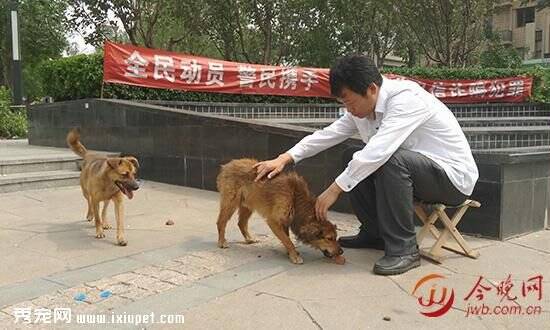 爆炸事故后许多宠物流浪 天津城管队员主动领走