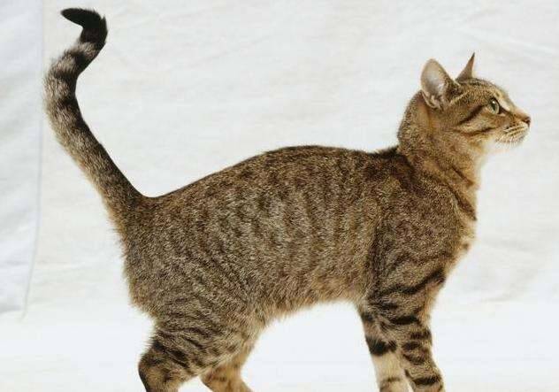 猫咪尾巴是如何运动的？猫咪怎样控制尾巴？