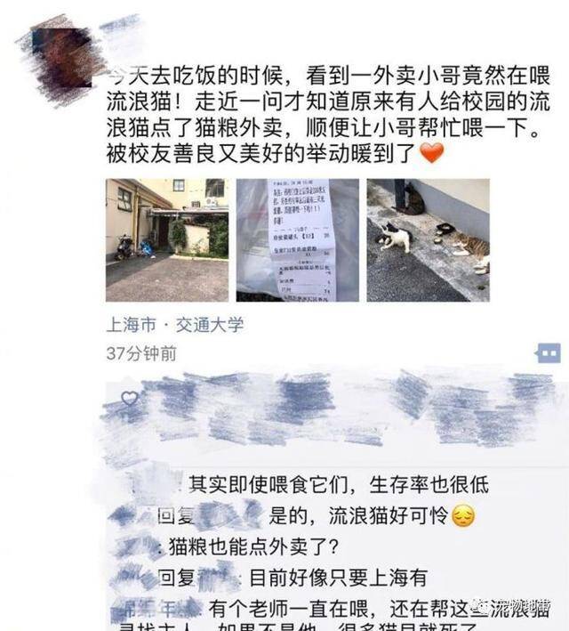 网友为流浪猫点外卖 为何有人点赞又有人抨击呢？