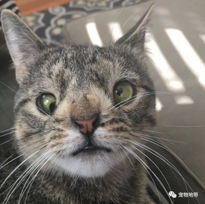 歪眼塌鼻猫丑到没人要差点被安乐死，现在牠的幸福模样征服全网！