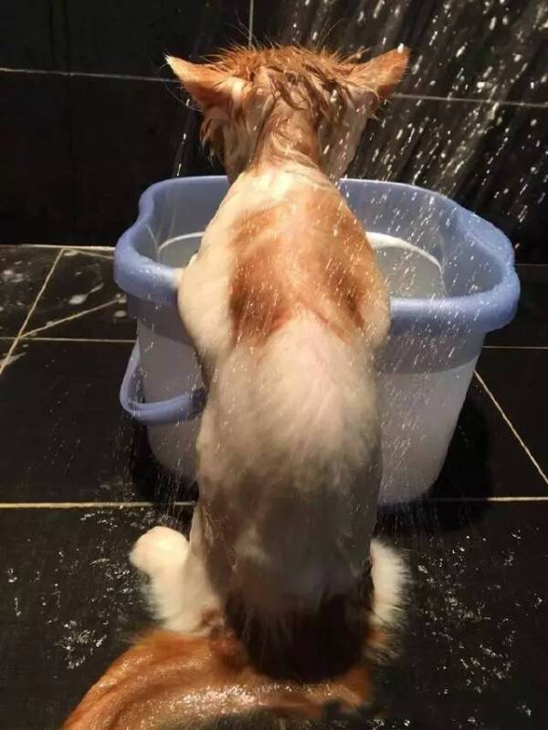 给猫咪洗澡洗一半去接了个电话，回来后小家伙自己就洗好了