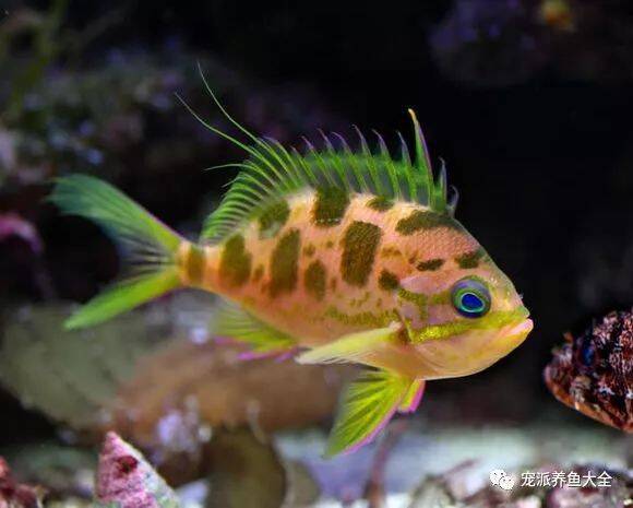 【每日一鱼】“热带夕阳”花斑海金鱼，颜色非常迷人！~