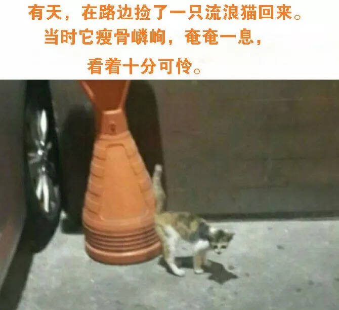 这是来自一个猫奴的呐喊：竟是因为捡猫捡到想哭...