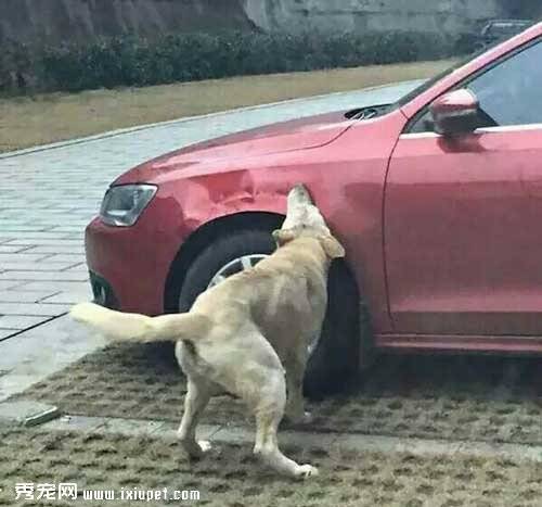 石家庄流浪狗复仇记 因睡觉被赶走找狗友毁车【组图】