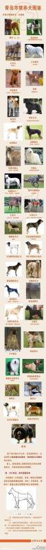 青岛35种禁养犬名单及品种图片