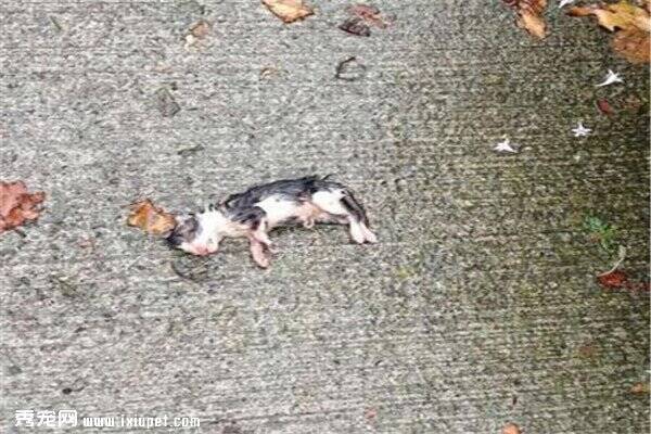 下雨天倒卧在地上带着脐带小奶猫，被爱宠人士奇迹救活！！！