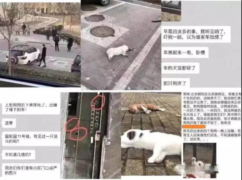 真相：犬猫与新型冠状病毒性肺炎