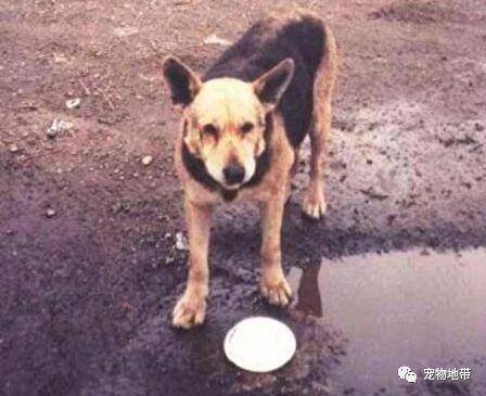 难舍恩人 狗狗游过海湾“回家”最终成为他们的吉祥犬