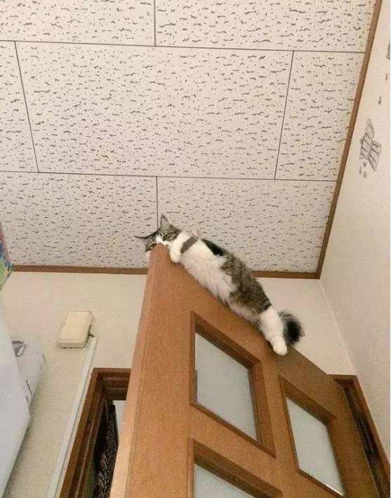 网友家的猫喜欢爬到门上，每次都是能上不能下...