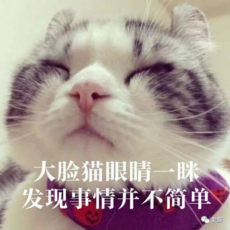 “养猫千日，用猫一时！”服了这些铲屎官哈哈哈~