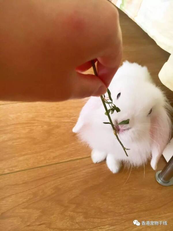 兔兔 | 家有白白净净的小仙女，仰望神仙姐姐的美颜