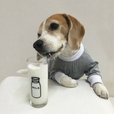 宠物每日小知识-给狗狗喝奶制品需要注意的事项