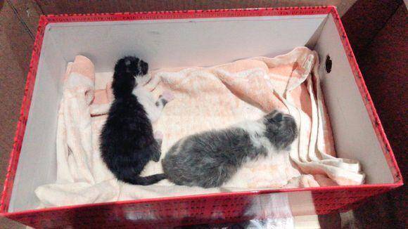 捡到两只刚出生的小奶猫，突发奇想背着奶猫去上班，网友：好有爱