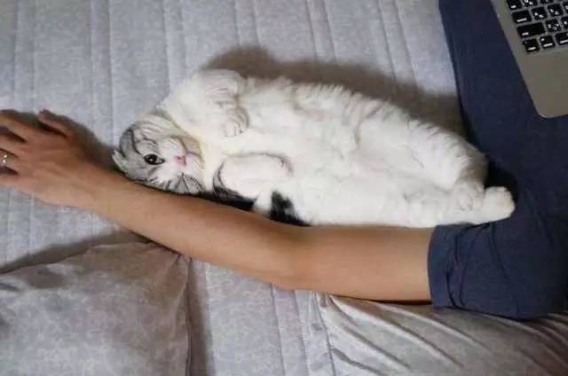 猫咪就爱靠着主人的胳膊睡觉：这条麒麟臂，朕给承包了