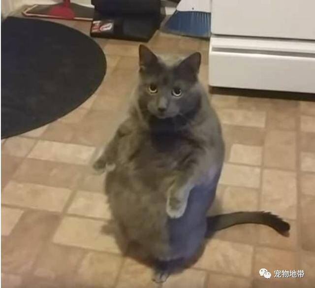 一只有故事的胖猫 40多斤体重 为讨吃的还双脚站立起来
