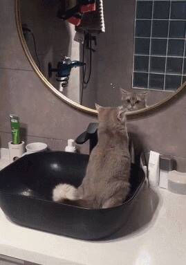 网友回家看到洗脸台变猫厕所，猫咪还一脸淡定的照着镜子！