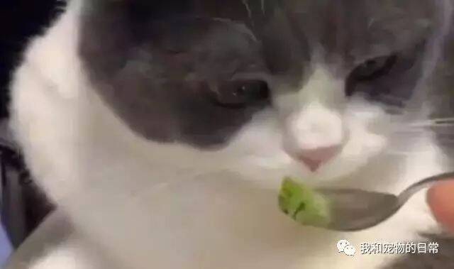 主人给猫咪吃芥末，看着猫咪这吃相忽然就开始怀疑人生了！