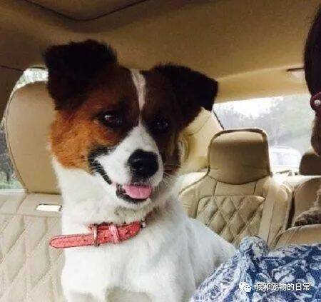 网友在路边捡了一只狗狗回家，却遭到家人的嫌弃，最后相处后大家都拍手称赞！