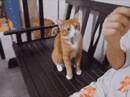主人在给金毛握手喂吃的，被旁边的橘猫看到了……