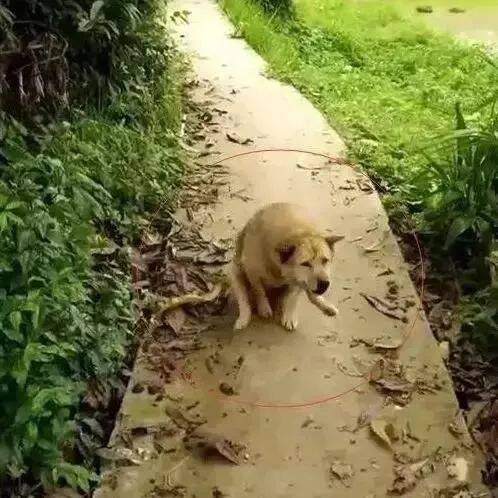 15岁的老狗每天都会在路口等候，走近后忍不住想哭....