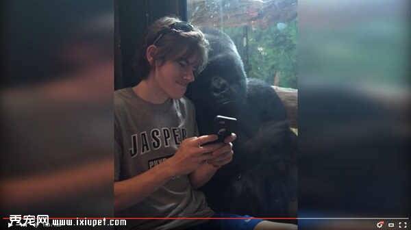 大猩猩与游客一起观看手机