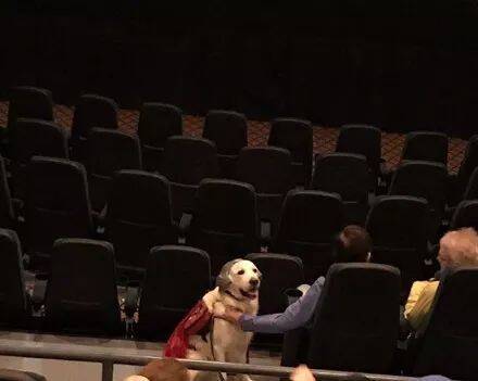 网友在看电影时发现一只狗在自己前面，在看一眼它的打扮后笑喷了.....