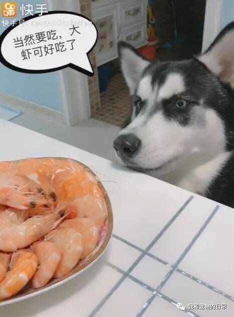 哈士奇看到桌子上有大虾，之后就吵着闹着非要吃大虾！