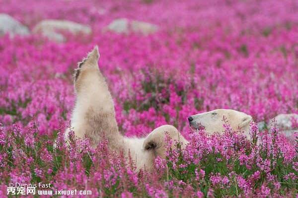 北极熊在花丛中打滚十分可爱