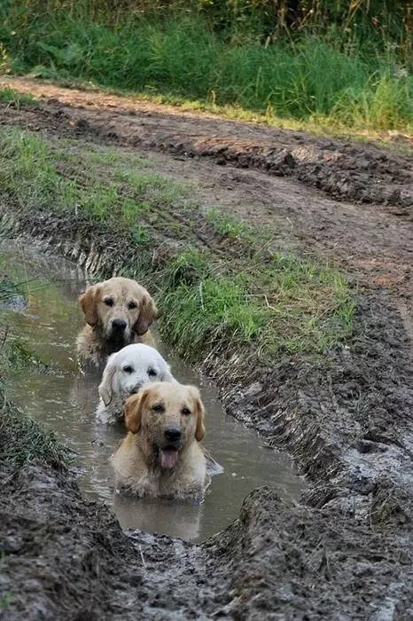 主人，我们也是滚过泥巴的交情了！