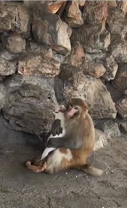 带孩子来喂猴子吃菜，结果它抱着猫咪不放手，网友：跨越种族的爱