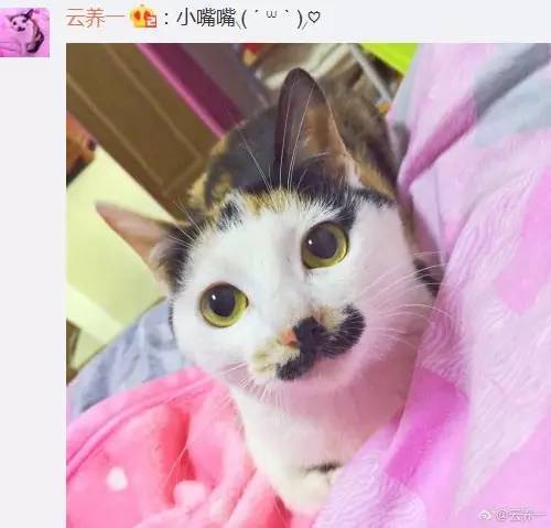 猫身上这些标志，看着太逗了！