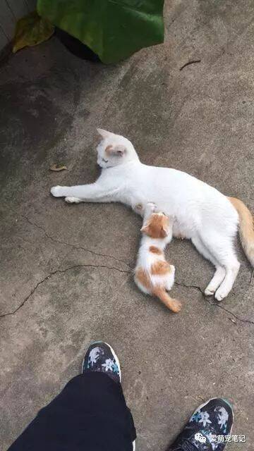 为了让流浪母猫和小猫有口饭吃，好心人坚持喂食后却被误伤，感动