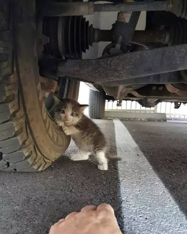 卡车底下发现只走丢的流浪小猫，接着网友的心就被绑架了