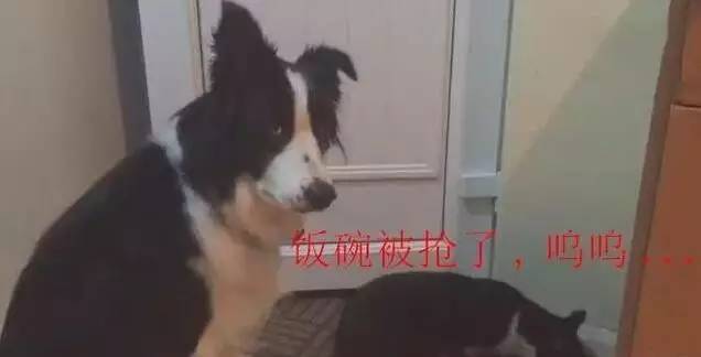 猫咪当着狗狗的面把它的狗粮吃完了，为了饭碗狗狗做出了这个行为！