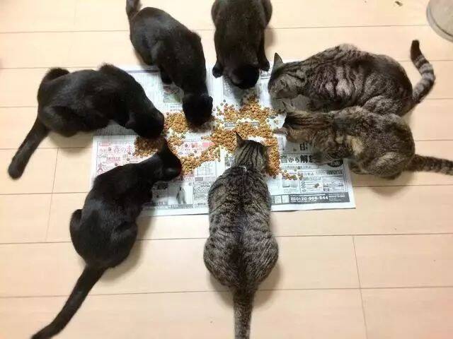 网友家里养了12只猫，却从来没能整整齐齐拍过全家福