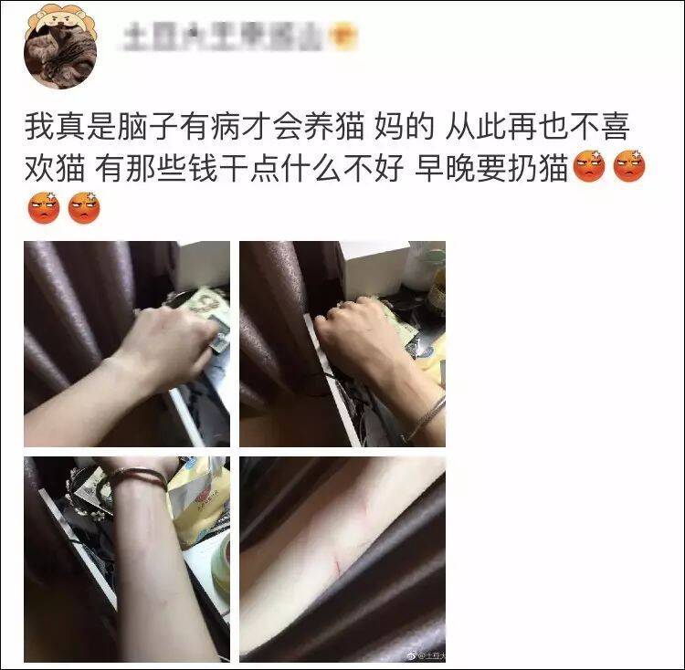 吸猫热的当下，是真的爱猫，还是将猫当玩物？