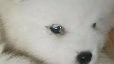 狗狗眼睛倒睫毛的症状与治疗方法