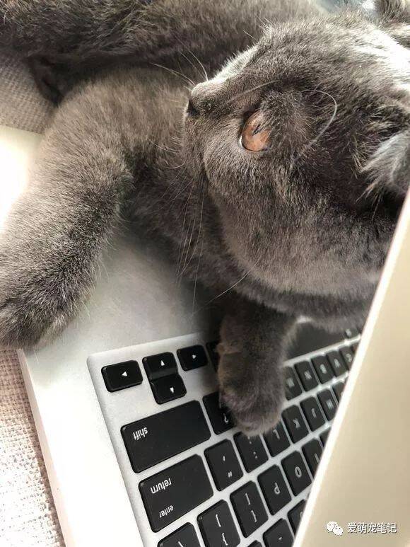 以前只听说过捡猫的，今天反被主子看中，网友：原来还有被猫捡的