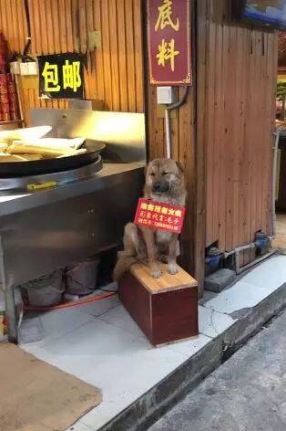 火锅店的狗狗坐门前当代言人，困的要死也不走，敬业的加班狗！